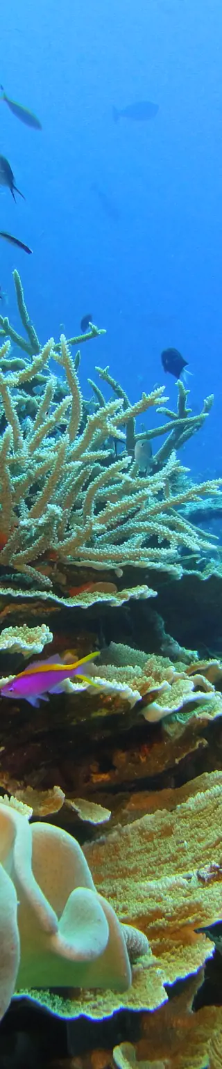 Tauchen vor der Haustür im Tufi House Reef